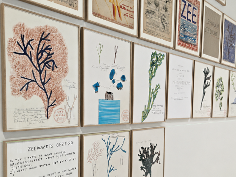Metamorphosis_Studium_Algae_bis